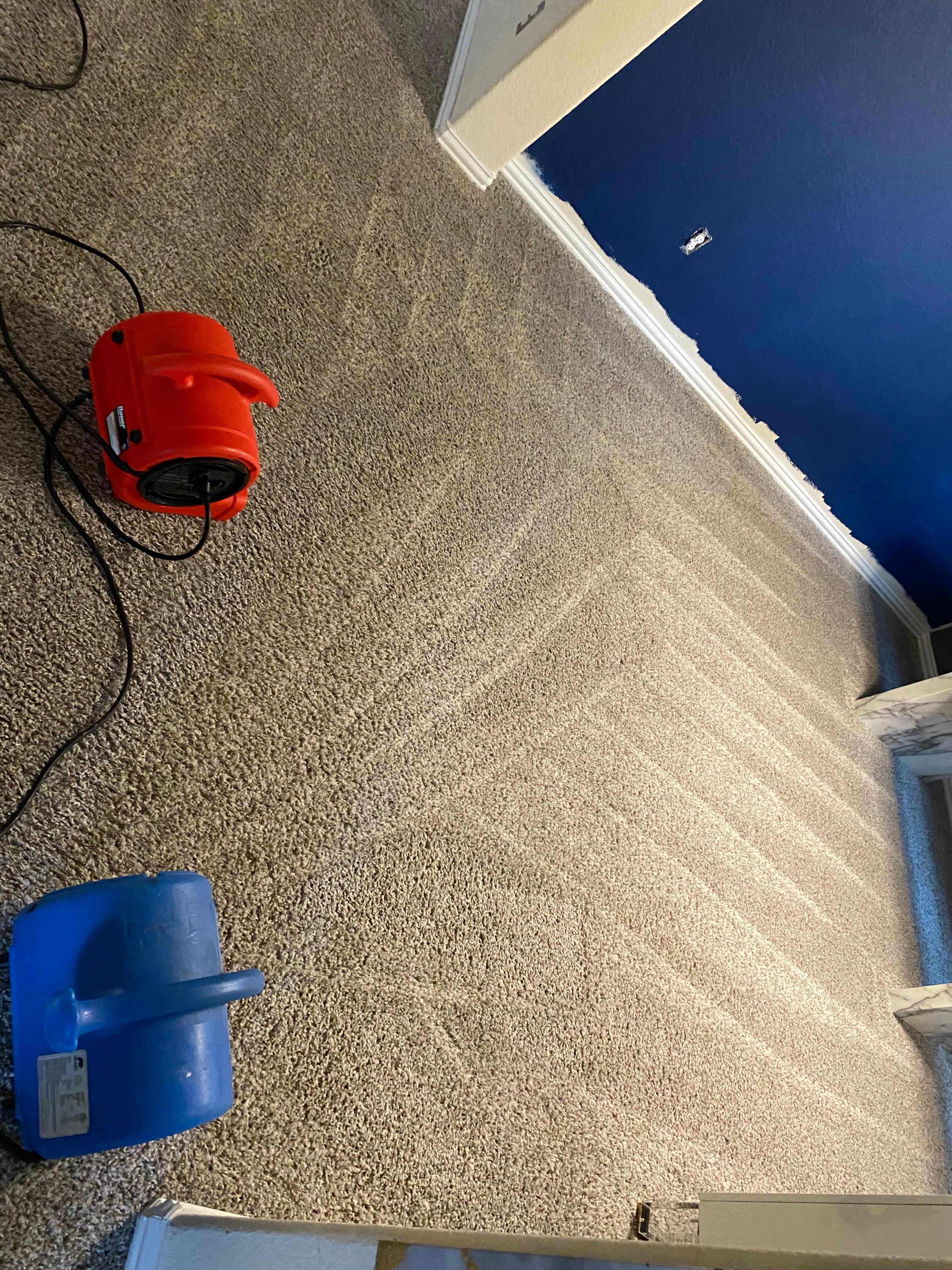 Red and blue industrial floor fans drying a beige carpet with visible cleaning marks.